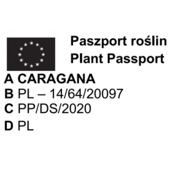 KARAGANA SYBERYJSKA szczepiona na pniu wąskolistna zwisająca - sadzonki 130 / 150 cm